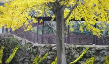 秋游锡惠公园_650字