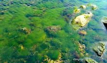 家乡的春天_300字