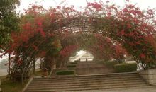 美丽的桃花岛_350字