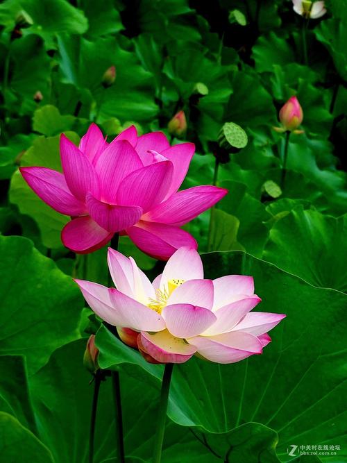 Lotus _400字