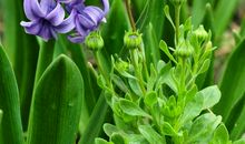 好学的风信子_1200字