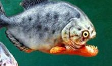 想做云的鱼_800字