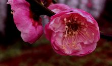 只有香如故_500字