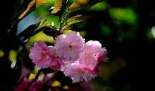 又到春暖花开时_550字