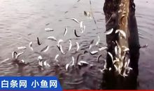 浮与沉_900字