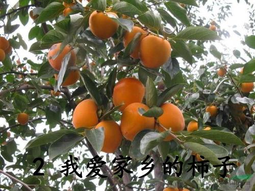 我爱我的家乡柿子_700字