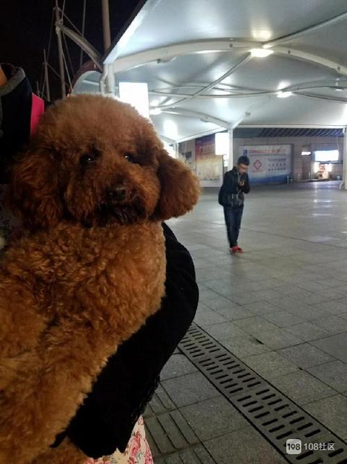 我的小狗_100字