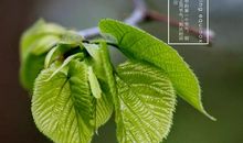 树叶的盛宴_600字