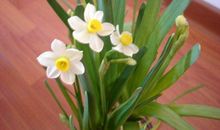 我爱水仙花_400字