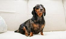 有趣的小狗_250字