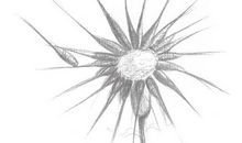 蒲公英的殇_600字