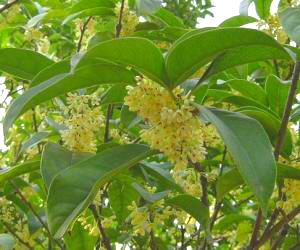 osmanthus _250字