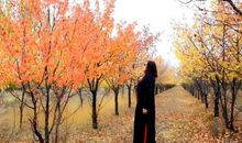 童年是飘落在秋末的枫叶_900字