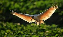 让我伴你翱翔_650字