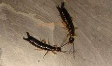 我家的三只虫_400字