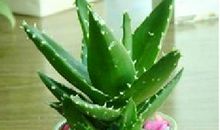 初一状物作文：芦荟_800字