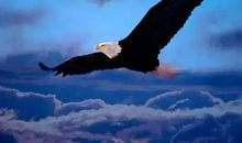 初一状物作文：我是一只鹰_1000字