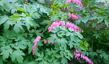 风，永远的过客_800字