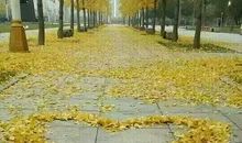 落叶的平淡_800字