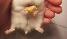 可爱的仓鼠_400字