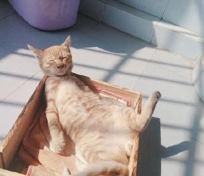 Burge的小猫_300字