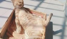 大伯家的小猫_300字