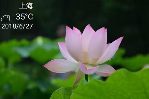 莲花小池塘