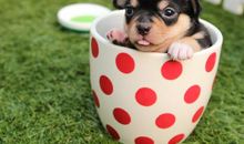 我喜爱的一种动物_450字