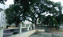 校园的大榕树_450字