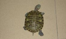 我家的小乌龟_450字