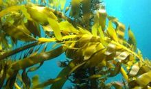 城里的孩子_250字