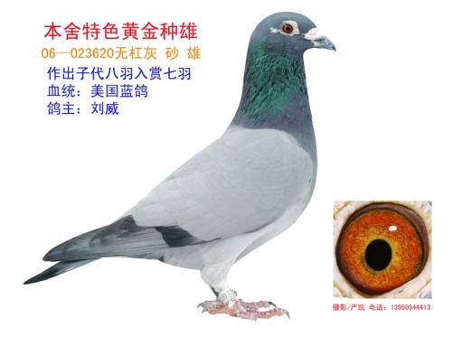 鸽子_800字