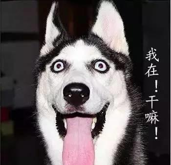 宠物狗_350字