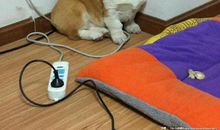 我爱的小黄狗_400字