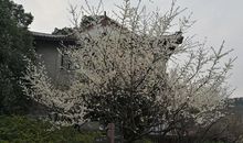 第一次赏梅_550字