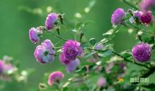 突如其来的鲜花_100字