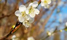 冰肌玉骨志高洁_1500字