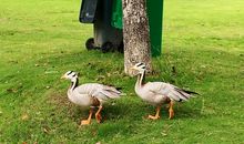 春游——雅戈尔动物园_700字