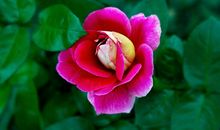 月季的春天_600字