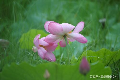 写文字：美丽的福发公园_150字