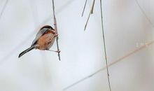 骄傲的小山雀_600字