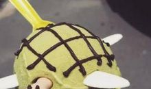 可爱的小乌龟_400字