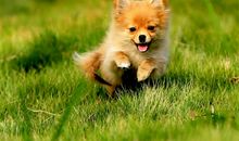 我家的小狗——“妞妞”_250字