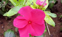 开在记忆深处的花_750字