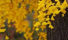 牵挂里的寄托_1500字