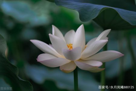nianhua _1200字