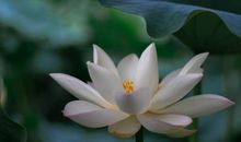 怅惘年华_1200字