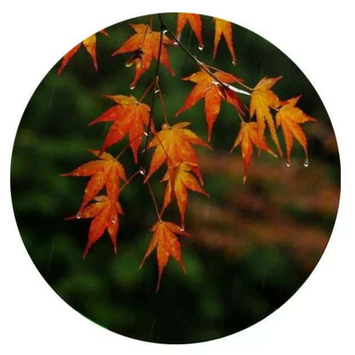 秋雨_250字