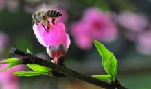 飞不高的鸟儿的惩罚_300字