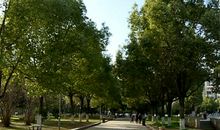 一个行人与行道树的对话_400字